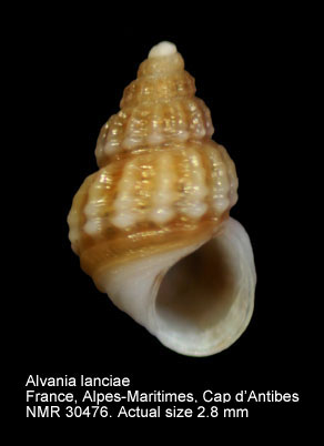 Alvania lanciae.JPG - Alvania lanciae(Calcara,1845)